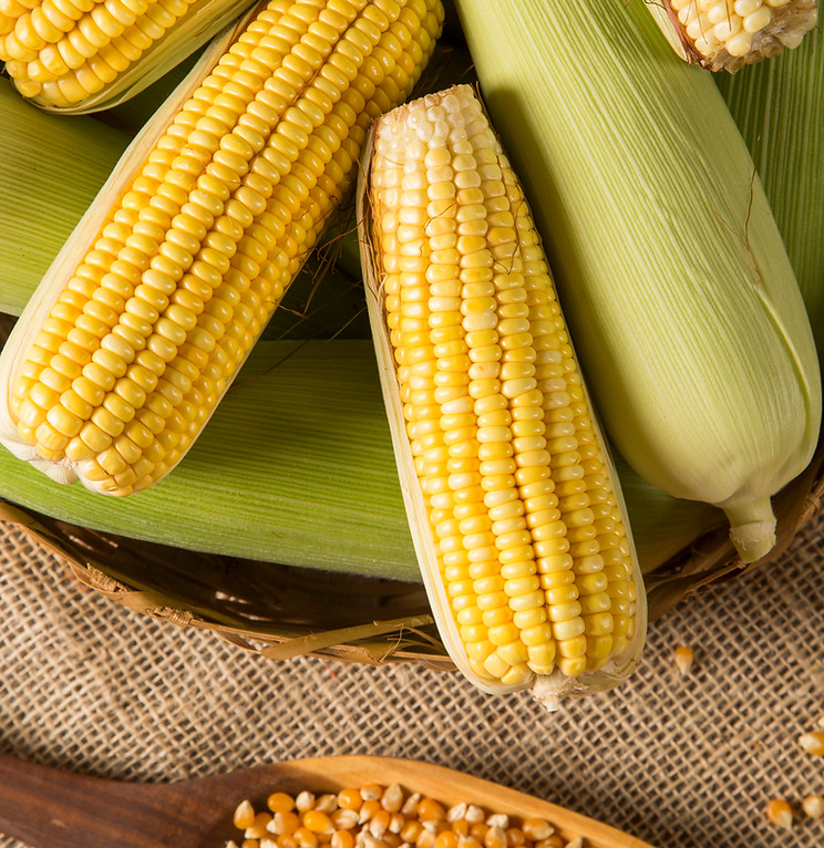 Non-GMO corn kernels used for corn syrup and corn starch