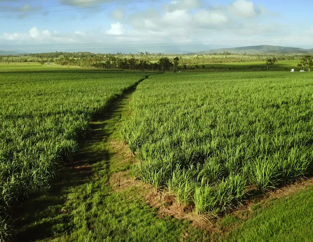 Organic farm landscape where Peachtree Commodities sources ingredients