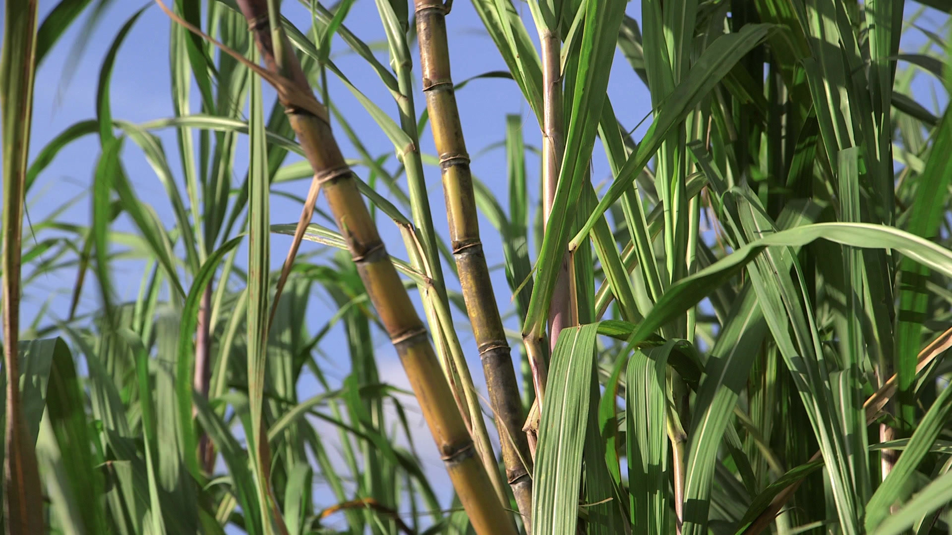 Organic sugarcane fields at harvest