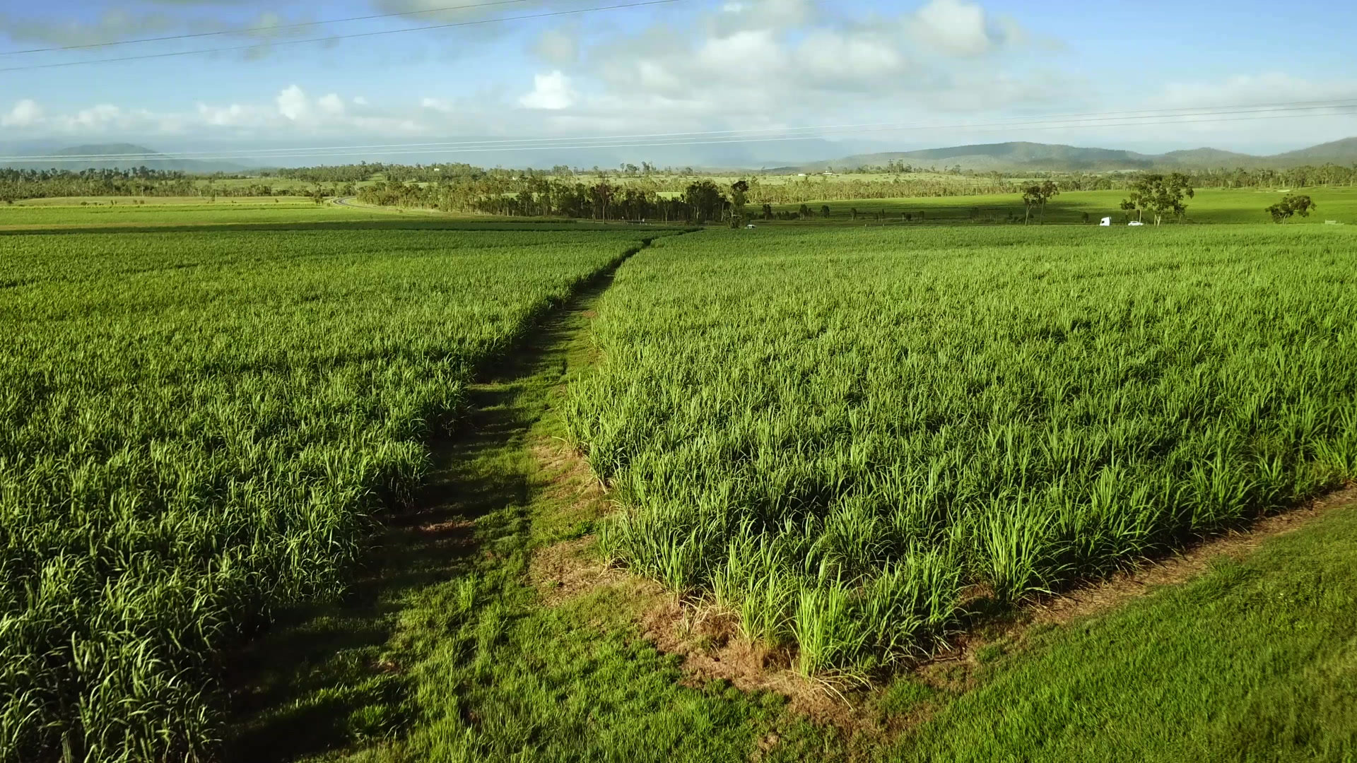 Organic farmland used for natural ingredient sourcing