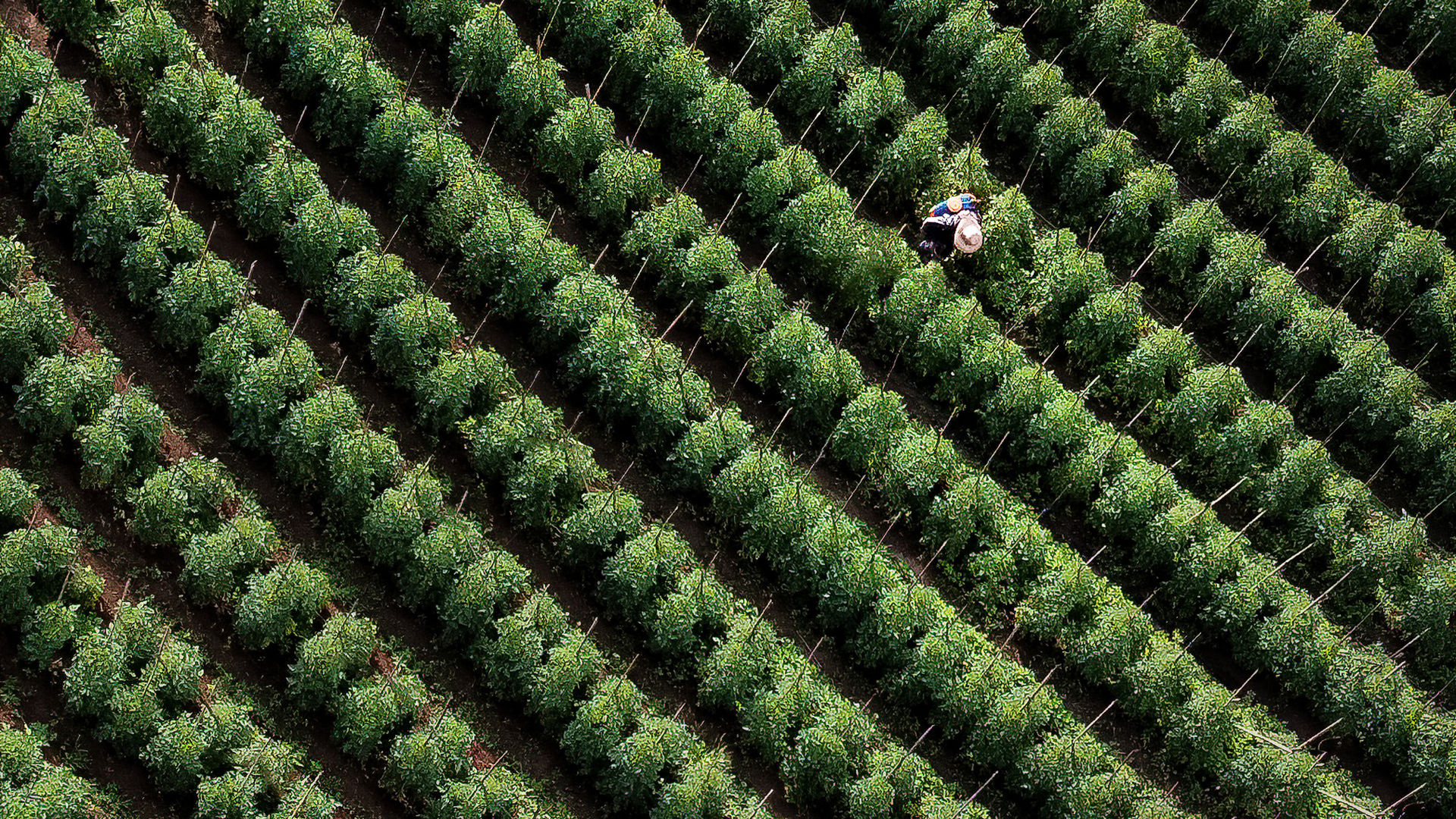Sustainably farmed crop rows supplying organic food ingredients